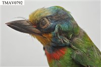 五色鳥藏品圖，第16張